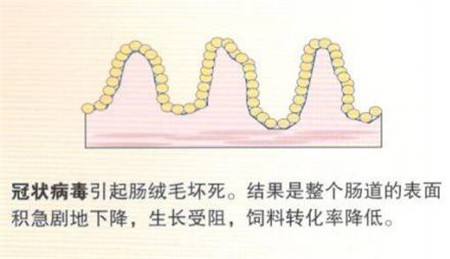 猪只肠壁的主要作用及肠道紊乱可能造成的危害!