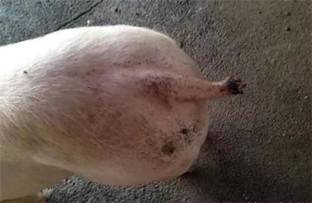 养电子游艺网站
发生猪咬尾咬耳，生长速度慢了20%？