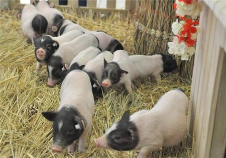 电子游艺网站
仔猪拉稀损失最大的3种疾病，养猪人告诉你办法