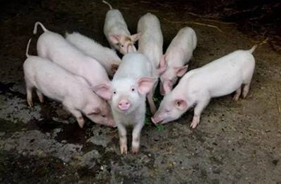 电子游艺网站
效益的隐形杀手——支原体，怎么防备？