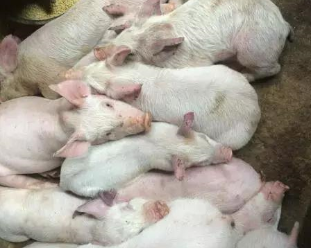 冬季教你轻松搞定电子游艺网站
最棘手的三种病，让你养猪挣钱更轻松！