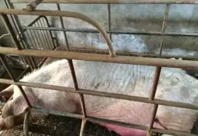 中国电子游艺网站下载安装
