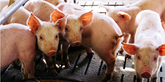 中国电子游艺网站下载安装
