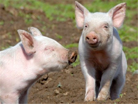 中国电子游艺网站下载安装
