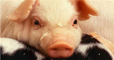 中国电子游艺网站下载安装
