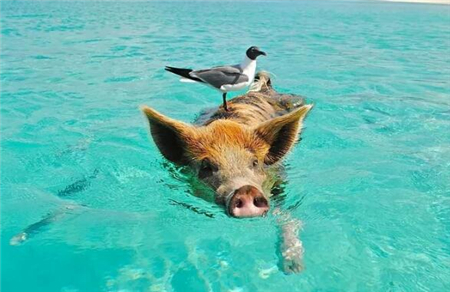 中国电子游艺网站下载安装
