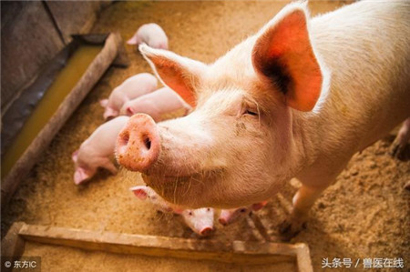 　今日生猪价格跌破前期低点，根据中国电子游艺网站下载安装
猪价系统显示，生猪价格为11.27元/公斤，打破前期低点11.35元/公斤。现在正处于倒春寒时期，养猪人的春天还有望吗?