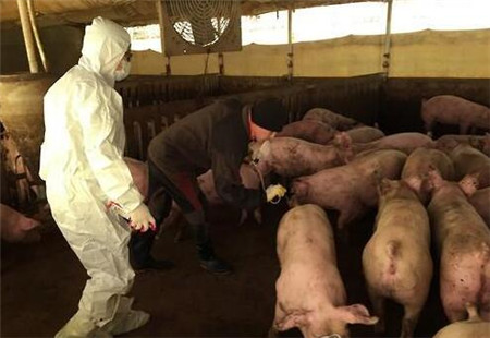 　　据韩媒报道，韩国京畿道金浦市一家养电子游艺网站
出现A型口蹄疫病例，为韩国国内首个病例。 　　 　　图片来源：韩联社 　　 　　韩国农林畜产食品部27日召开紧急记者会表示，26日对京畿道金浦市一家养电子游艺网站
进行精密检验，确认发生A型口蹄疫。韩国国内出现A型口蹄疫，还尚属首次。 　　 　　报道称，A型口蹄疫病例罕见，2010年至2016年，全世界出现的A型口蹄疫共有87例，其中猪口蹄疫仅有3例。 　　 　　农林畜产食品部召开紧急家畜防疫审议会，并决定从27日中午至29日中午12点，在韩国全境发布48小时禁运措施。