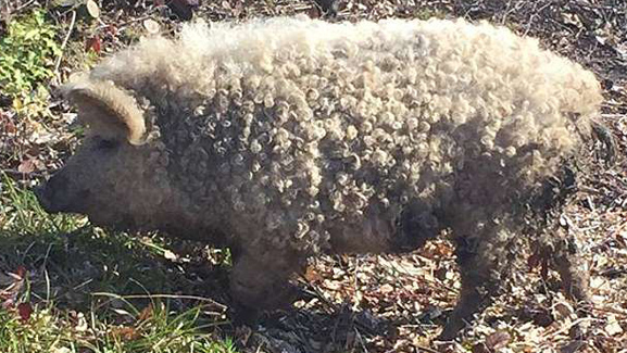 环球网综合报道