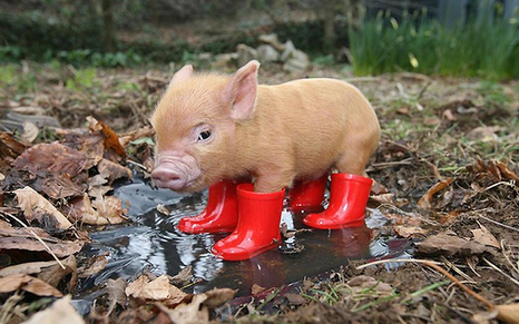 批次化生产管理有利有弊,具体如何选择需要考虑电子游艺网站
的建设布局、人员配置、生产目标以及猪群情况综合考虑,不可草率行事。