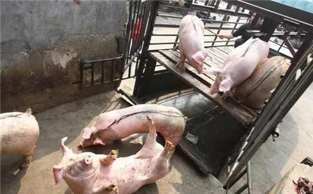 中国电子游艺网站下载安装
