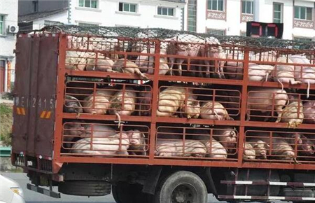 中国电子游艺网站下载安装
