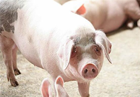 中国电子游艺网站下载安装
