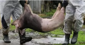 非洲猪瘟（ASF）是猪最严重的病毒性疾病之一。目前无有效的疫苗或治疗方法，因此带来了非常严重的社会和经济后果。