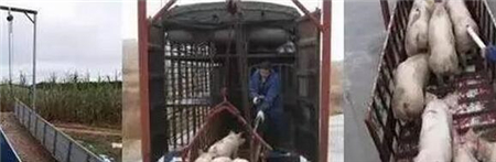 中国电子游艺网站下载安装
