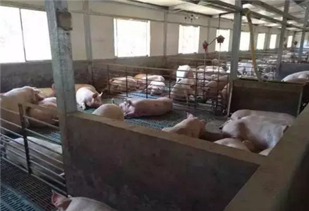 中国电子游艺网站下载安装
