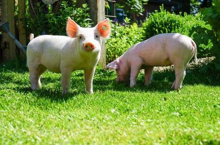 中国电子游艺网站下载安装
