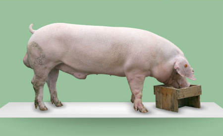 七月带着热情来了，也是下半年新的开始，猪价行情也迎来新气象，今日（2018-07-04）全国外三元均价为5.75元/斤，全国区域内华中地区行情较好，上海、山东、福建地区破“6”