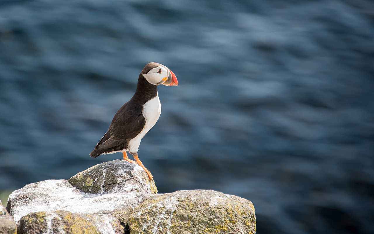 进口电子游艺平台暴增，生猪价格猛涨，猪农或恐猪市“崩盘”？