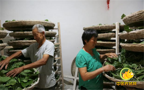 石泉老夫妻留守大山养蚕养猪 儿子城里买房支援了20万