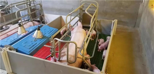 中国电子游艺网站下载安装