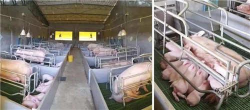 中国电子游艺网站下载安装