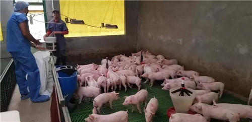 中国电子游艺网站下载安装