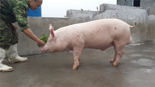 中国电子游艺网站下载安装