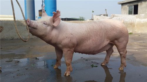 中国电子游艺网站下载安装