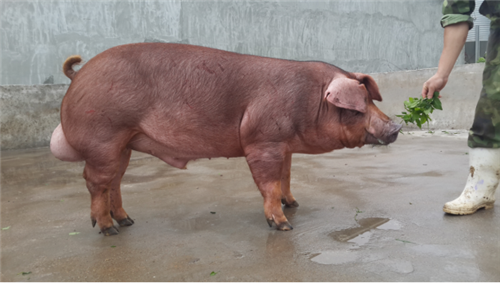 中国电子游艺网站下载安装