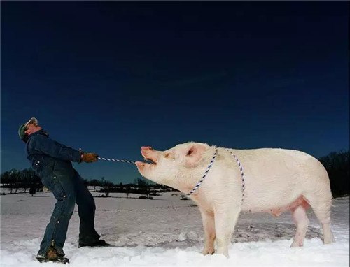 中国电子游艺网站下载安装