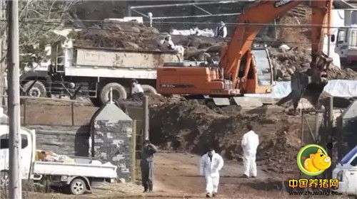 韩国屠宰了约4.7万头猪，河段被“染红”！