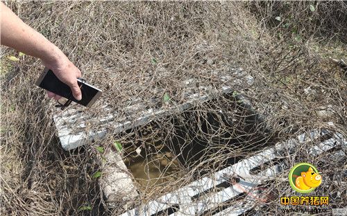 广东台山养猪业求变