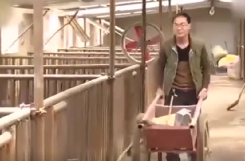 大学生养猪致富！花3万给残疾人盖房！