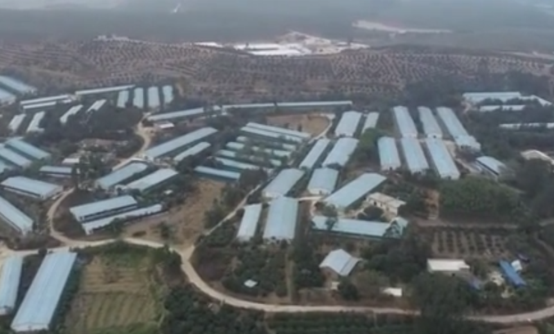航拍粤西湛江遂溪乡贤给村民送的壹号土猪养电子游艺网站
