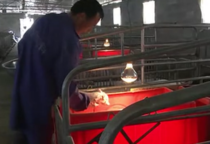养殖能人张习兵 技术养猪走上“致富”路！