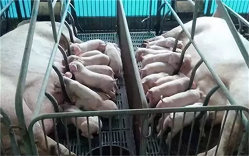 规模化养电子游艺网站
中常见猪胃溃疡的防治技术