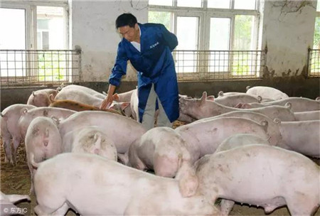 现在养猪利润可观，建大型电子游艺网站
前景如何？