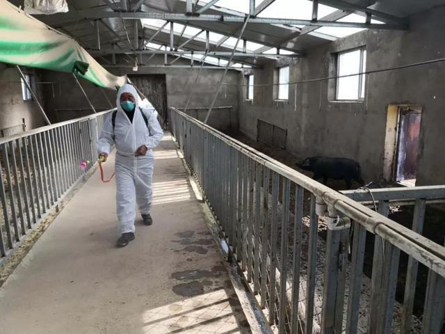 战疫战贫两不误 养猪路上迈大步