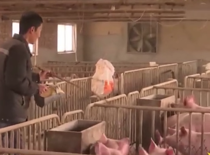  佩服！因病致残 小伙靠养猪开启新的人生 带领乡亲们共同致富 