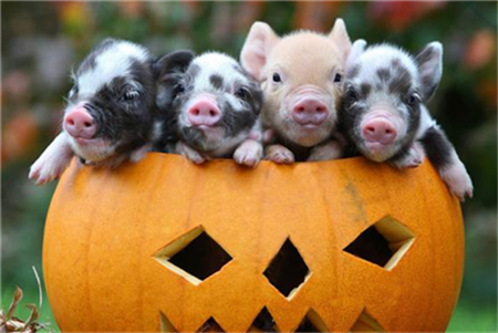 范卫彬：使用酸化剂防控非洲猪瘟存在哪些误区？