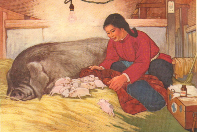 猪价持续性高位运行是共识？股票大涨，加码养猪，电子游艺平台需求！