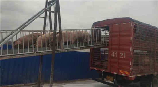 京鹏畜牧恭贺项目首批金猪入住