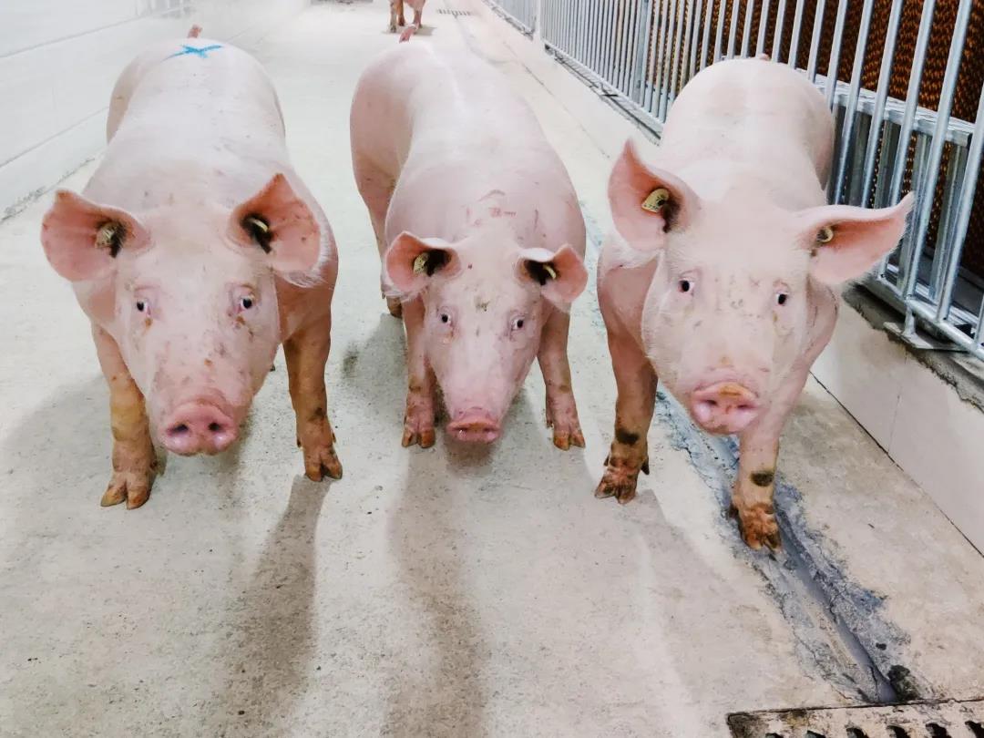 据悉，该批种猪将迅速投入生产，计划在一年时间内实现义龙种场满负荷模式，满负荷生产母猪群体规模1000头（另有生产公猪90头），年可提供优质纯种母猪5000头，优质纯种公猪2000头。该核心育种群产出的种猪可支撑一个年出栏超过千万头的生猪产业体系，且公猪还可对超过100万头母猪起到品种性能改良的作用。随着该核心场的投产，德康集团种猪核心育种群达到7000头，形成年产曾祖代35000头产能，可支撑7000万头商品猪产能。