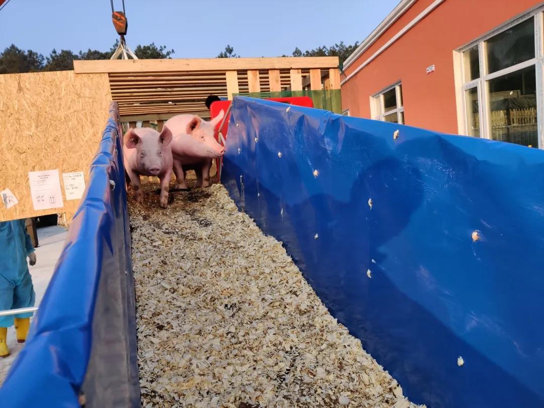 德康育种定位高端，以优质种源保障优质食品为指导思想，自2013年7月从加拿大引进优质种猪868头组建自有核心育种群，并以这个核心群为基础建设德康生猪繁育体系。经过7年的持续选育，德康种猪以优异的生产性能成为集团的核心竞争力，并形成年供母猪80万头的完整生猪繁育体系。  “引进比现有生产群体优秀的种猪是我们引种的底线。德康目前的母本总产仔数分别为16头/窝，父本100kg日龄达到146天，德康种猪屠宰性能优秀瘦肉率超过65%。以此为基础来进行挑选的话，其实综合性能可供德康选择的种猪并不多。”德康集团育种总监朱康平介绍，“这一批种猪将丰富和加强德康终端父本群体，在丰富遗传资源的同时，将大幅度改良公司生产群体的繁殖性能、生长性能和屠宰性能。我们将根据国人饮食消费，打造高端肉食品，向更高层次、更高品质迈进，培育适合中国市场的优质种猪。”