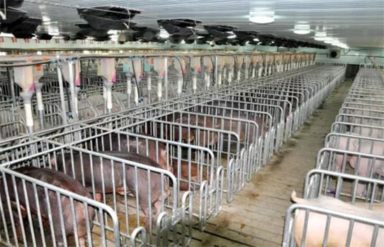 非瘟疫情新规下的刚需，生猪经济的“发动机”来了！