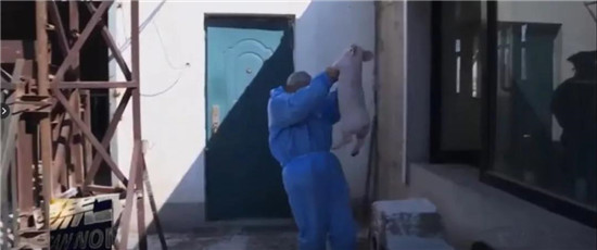 暴利下的养猪业，猪精“困局”何解？