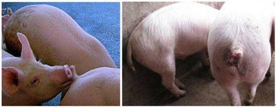 猪咬尾我们应该怎么做???