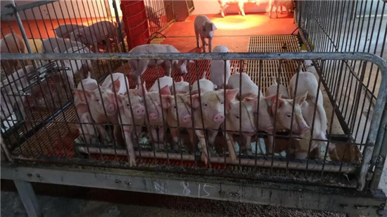 了解了引起母猪产后不食的6个类型,才能对症治疗!