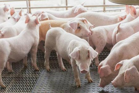 养猪漏粪网，猪床网